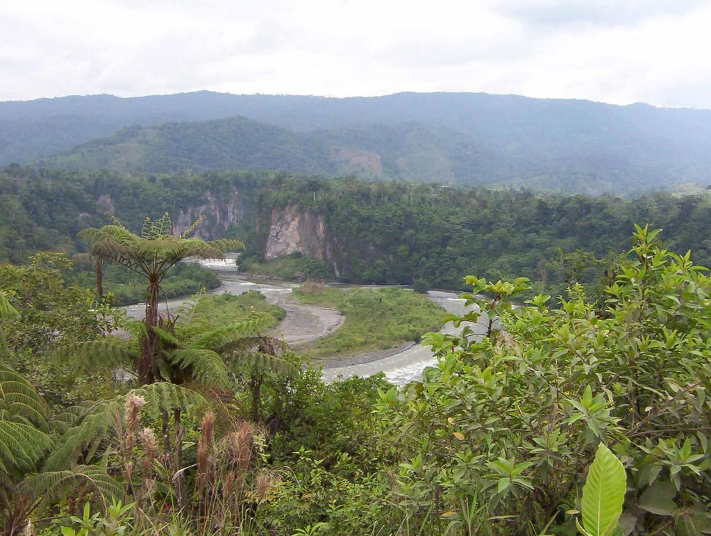 Selva ecuatoriana by fernando D