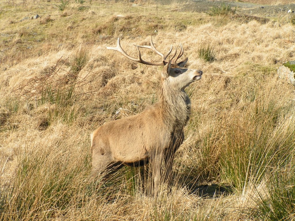 Stag posing for a photograph by Themoomins