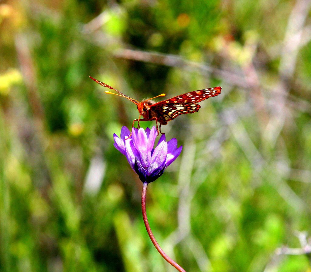 BUTTERFLY ON BRODIA, LOS PADRES NATIONAL FOREST by CRAIG LEDEN