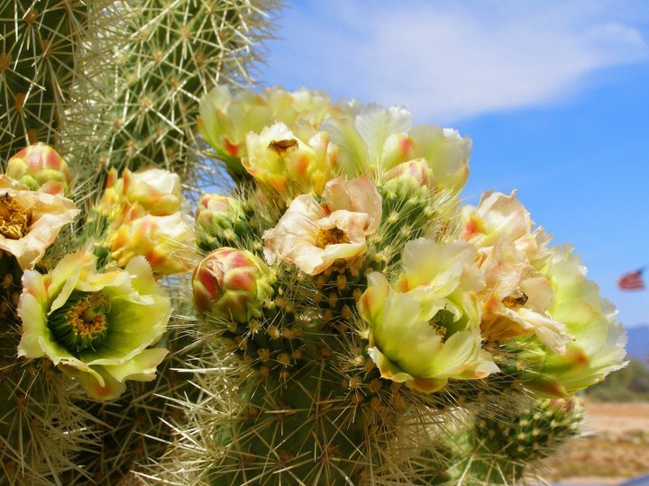 Blooming cholla. by meandcolors