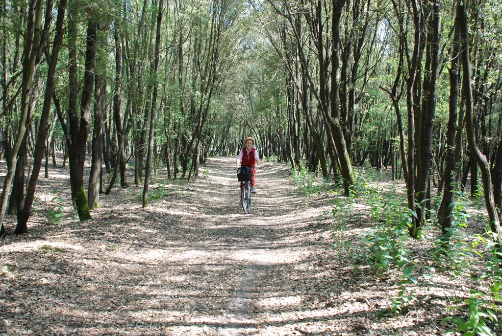 Percorsi nell'oasi naturalistica "Boscone Mesola" by Magnani Aldo