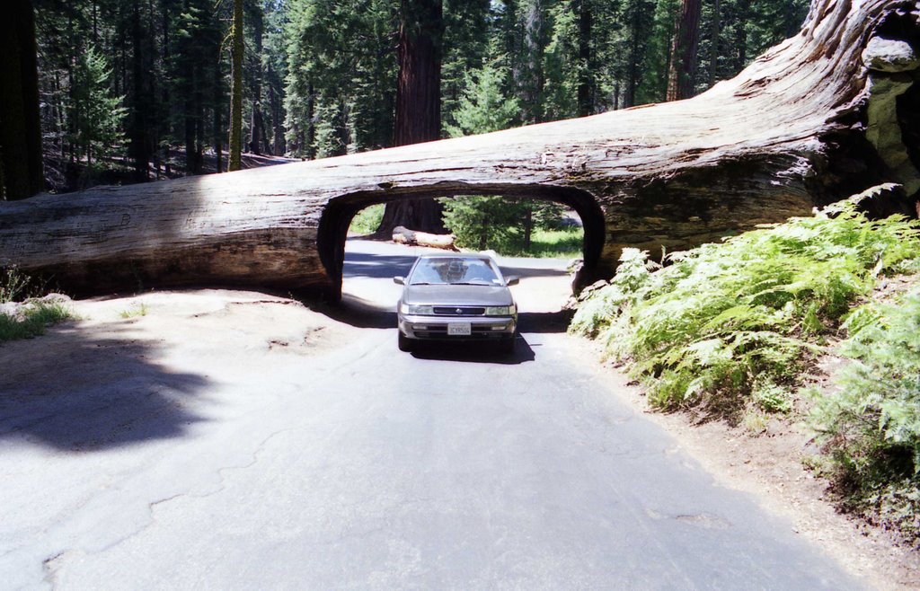 TUNNEL DI SEQUOIA by cat santoro