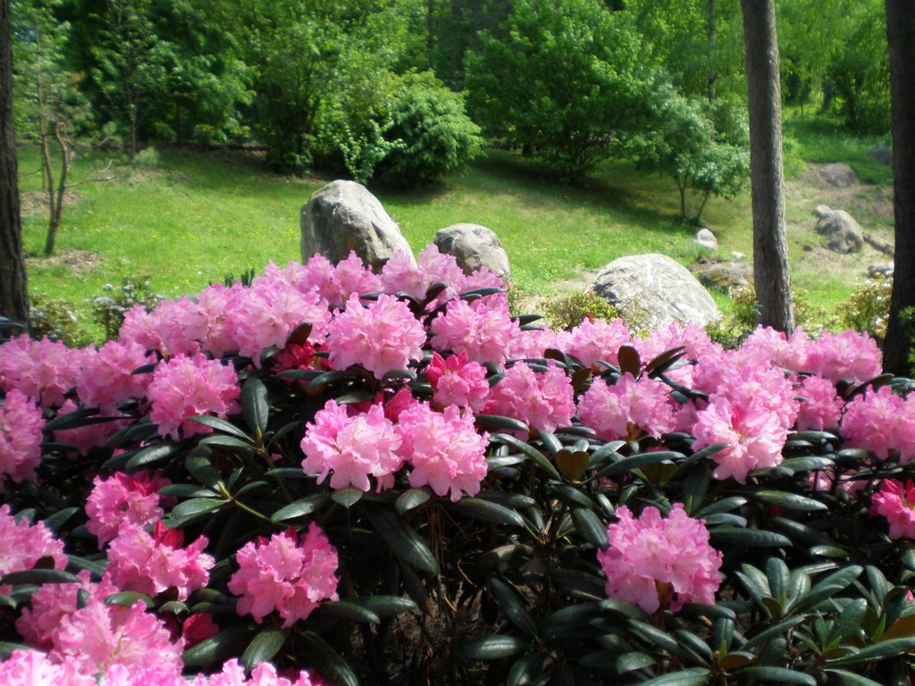 Rododendrai skelbia vasaros pradžią by Gintarele