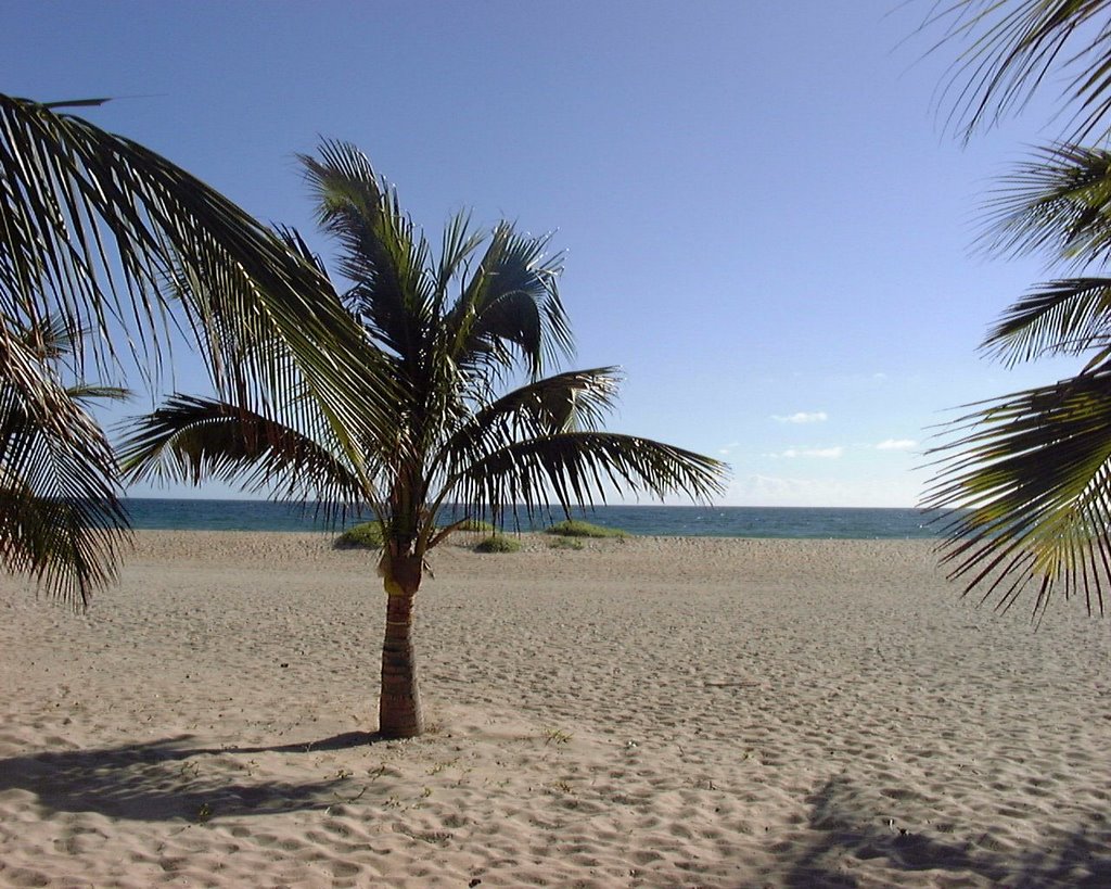 Palm Tree in Pompano Beach by Eric Shotwell