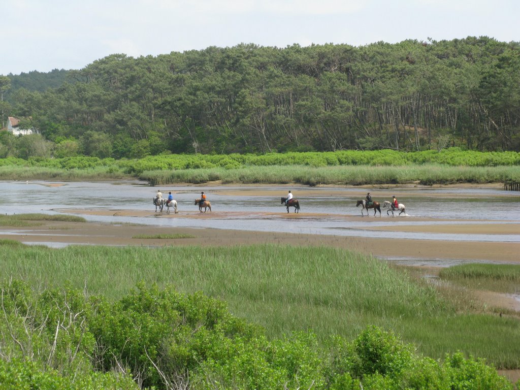 Chevaux dans le courant de Contis-Plage by Carrazé Jean-François