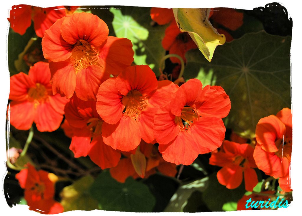 Nasturzio nano - Tropaeolum majus by Salvatore Distefano