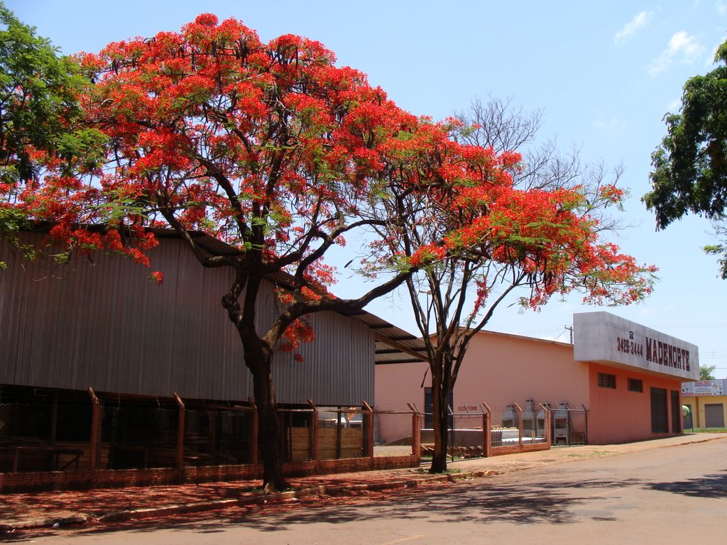 Flamboyant - Dourados - Mato Grosso do Sul - Brasil by Paulo Yuji Takarada