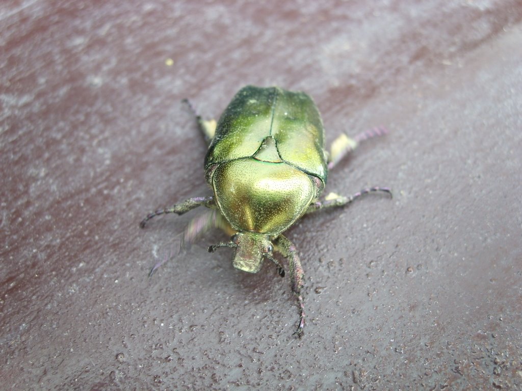 A zöldhátú / Aranyos rózsabogár,Cetonia aurata/ by Cseh István( Indián)