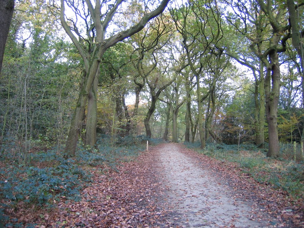 Spiralling Trees in Saltwell's Wood, Local Nature Reserve by pedrocut