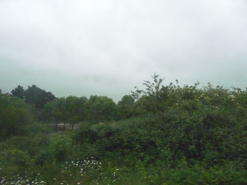 Romsey : Bushes & Greenery by A Photographer