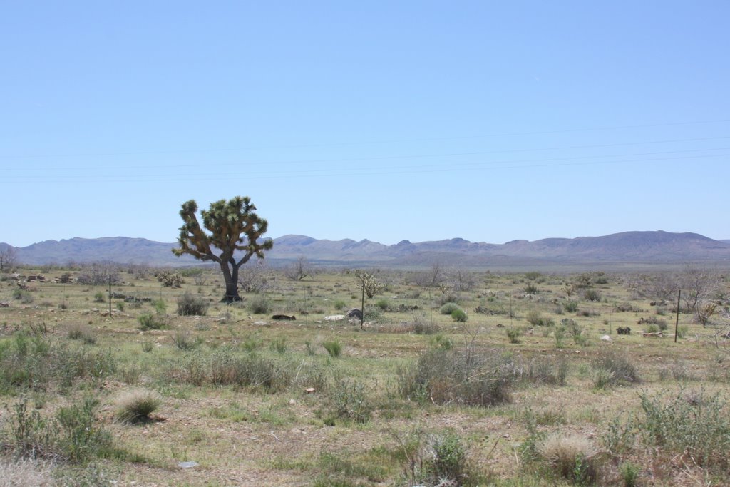 Lone Joshua Tree in Arizona , Rt 93 by stas1992