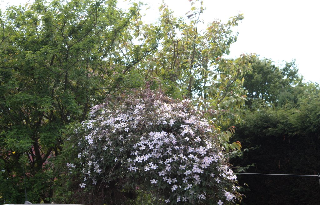 Clematis Alba ~ Travellers joy by trikermike