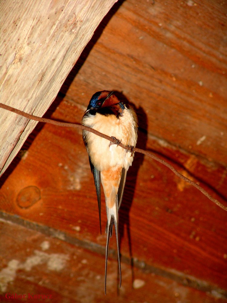 Old swallow (Hirundo rustica) by Gábor Kurucz