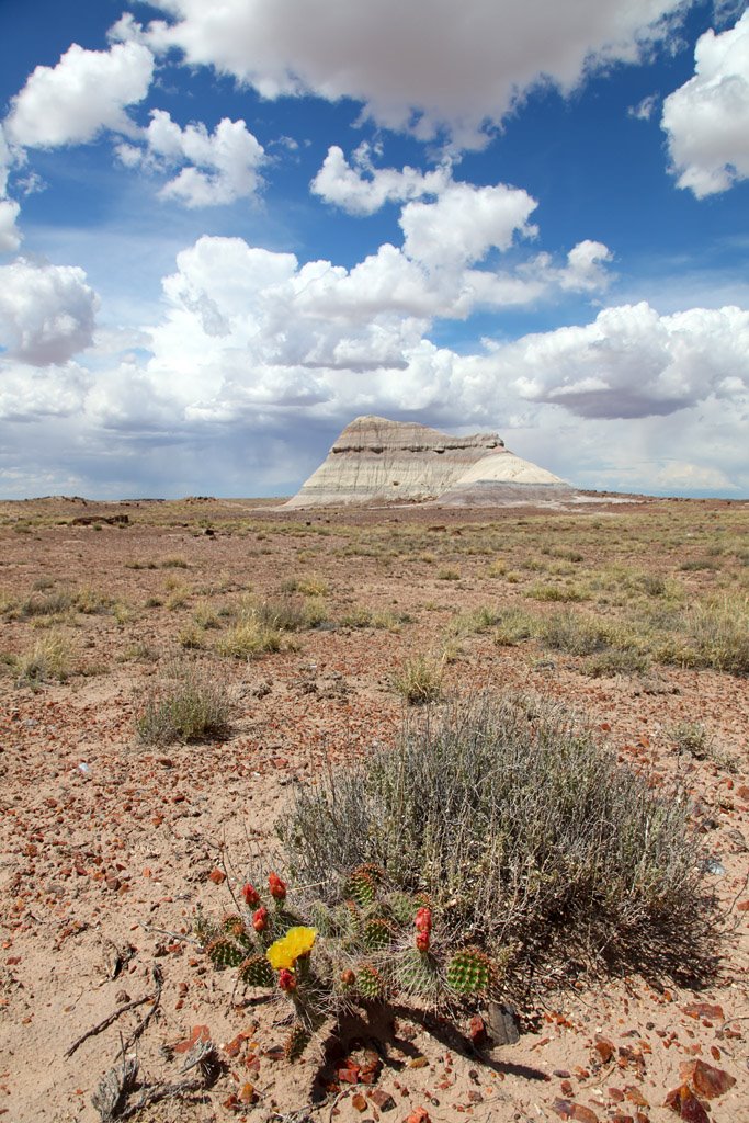 Cactus, Shrubs, Petrified Gravel, Painted Mound, Big Clouds by D.M. Thorne