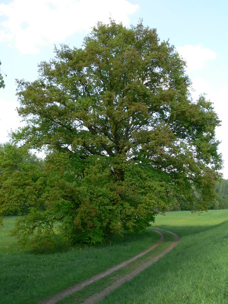 Zwischen Budenheim und Heidenfahrt by hechtenkaute