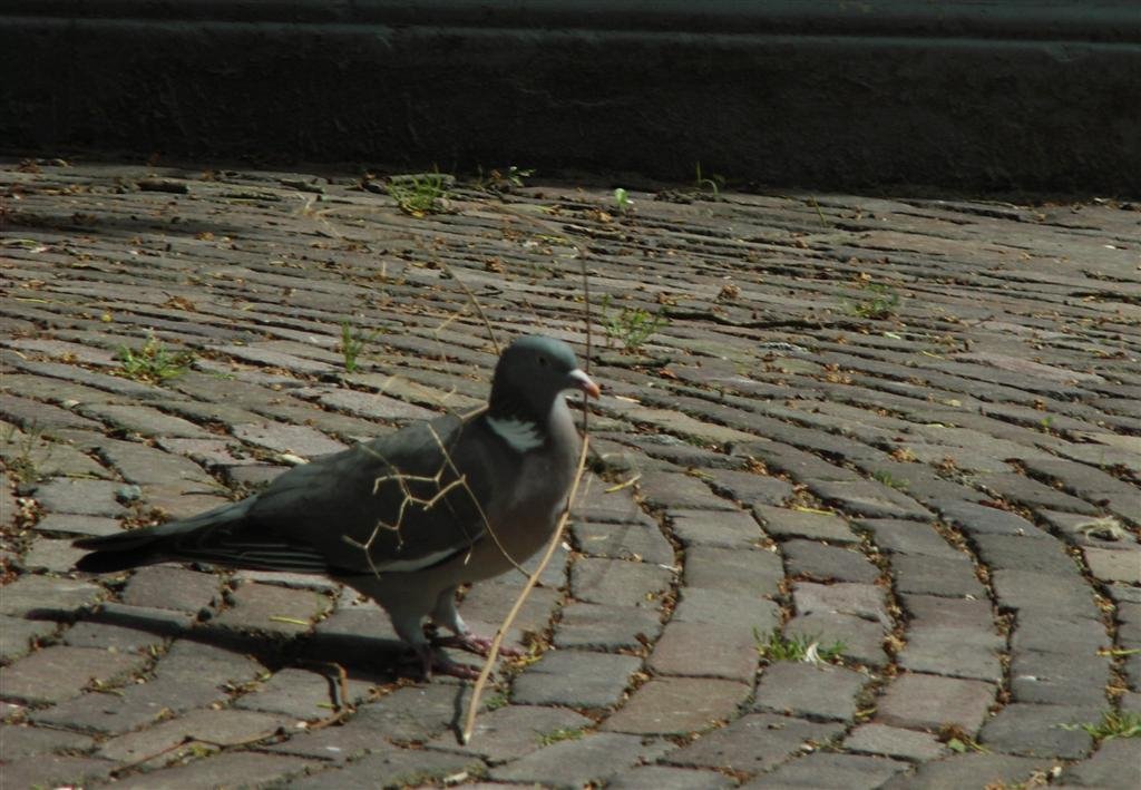 Een onderdeel voor het nest in aanbouw. by Tjeert.Mensinga ©