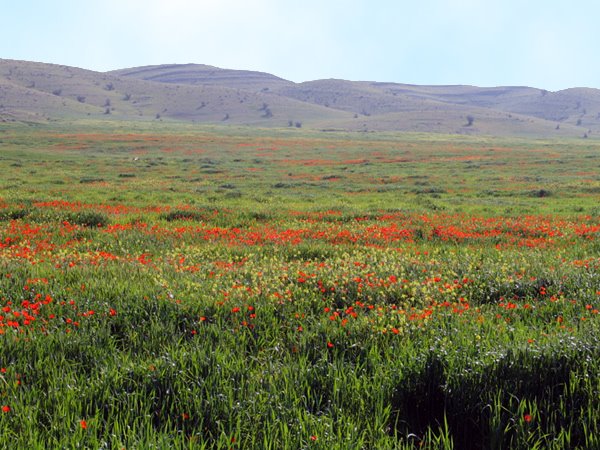 کازرون شهر گلهای شقایق Kazerun Corn-Poppies by Koorosh Parsian