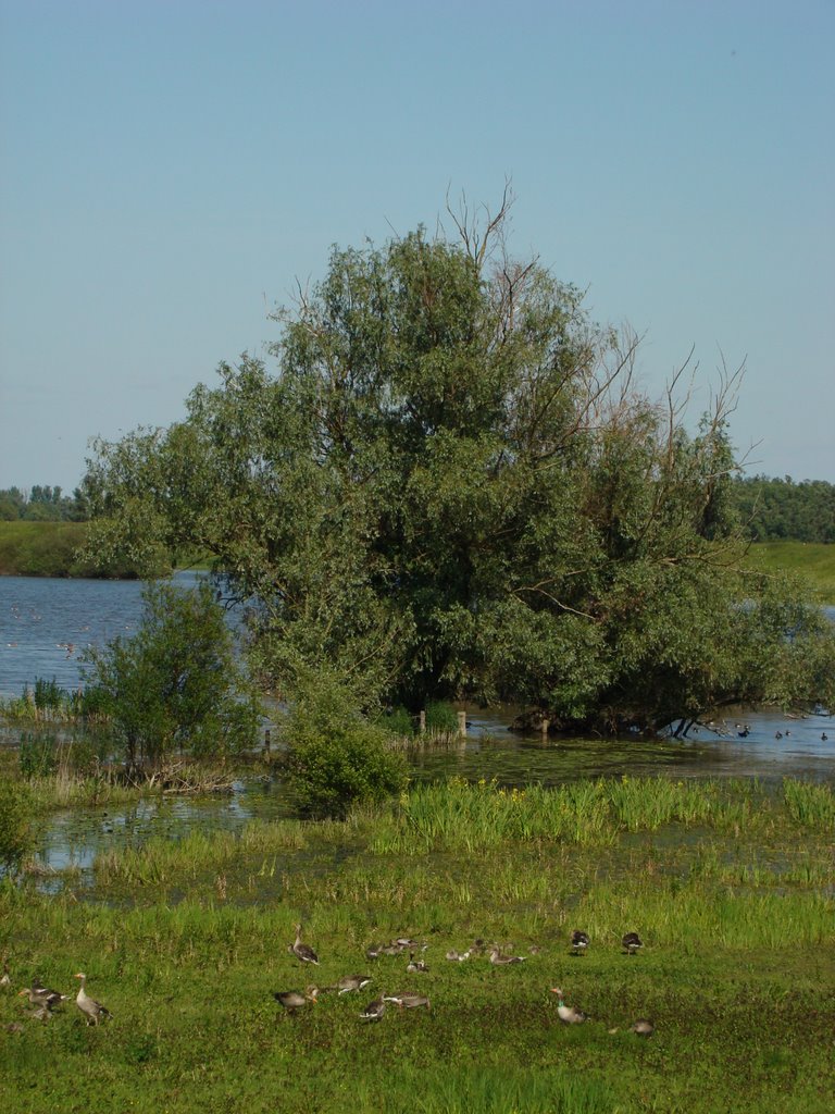 Oude Waal by Ge Nielissen