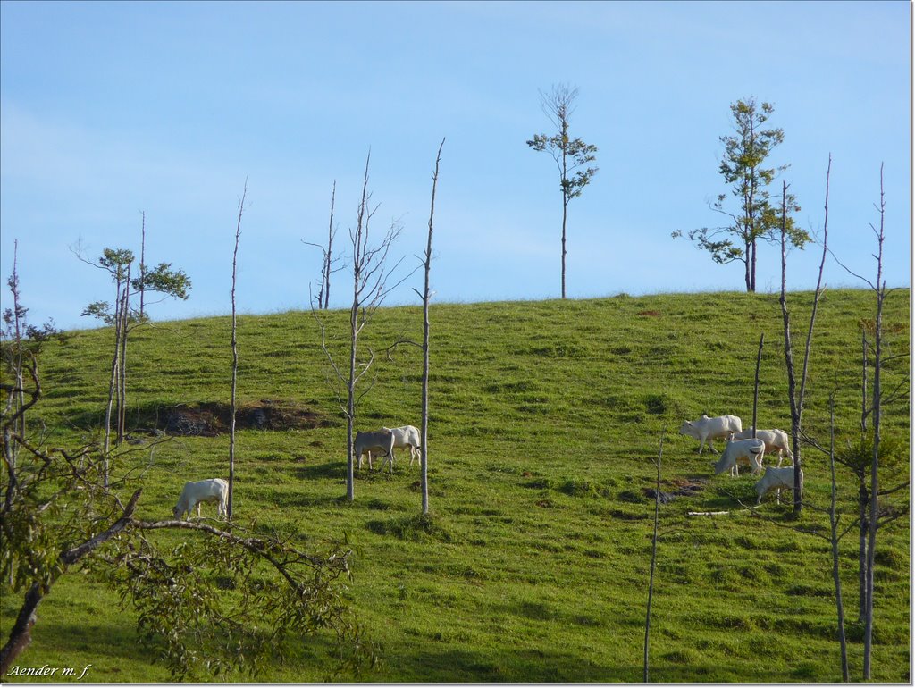 Gado "Nelore" às margens da estrada para Pains/MG by Aender  M. Ferreira