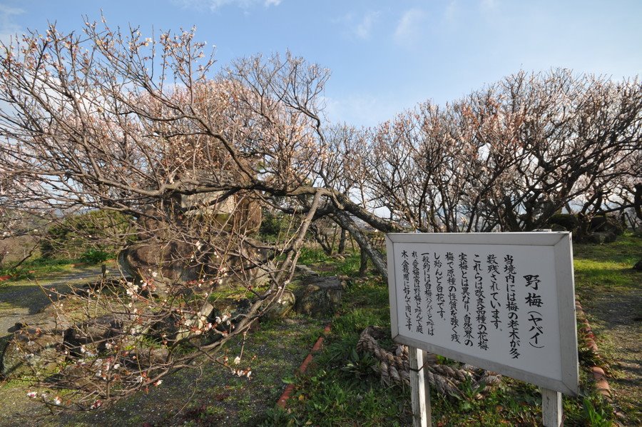 山口県防府市,防府天満宮,ヤバイ（野梅） by kazu2