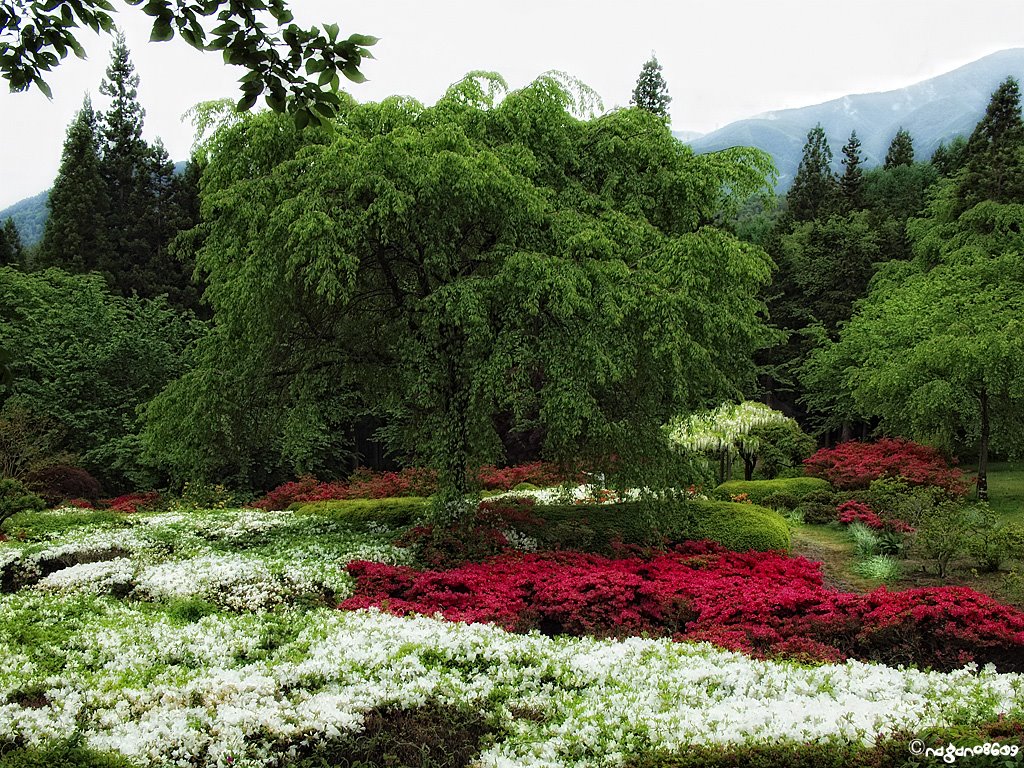 Kurioyama azalea park 栗尾山ツツジ公園 by nagano8609