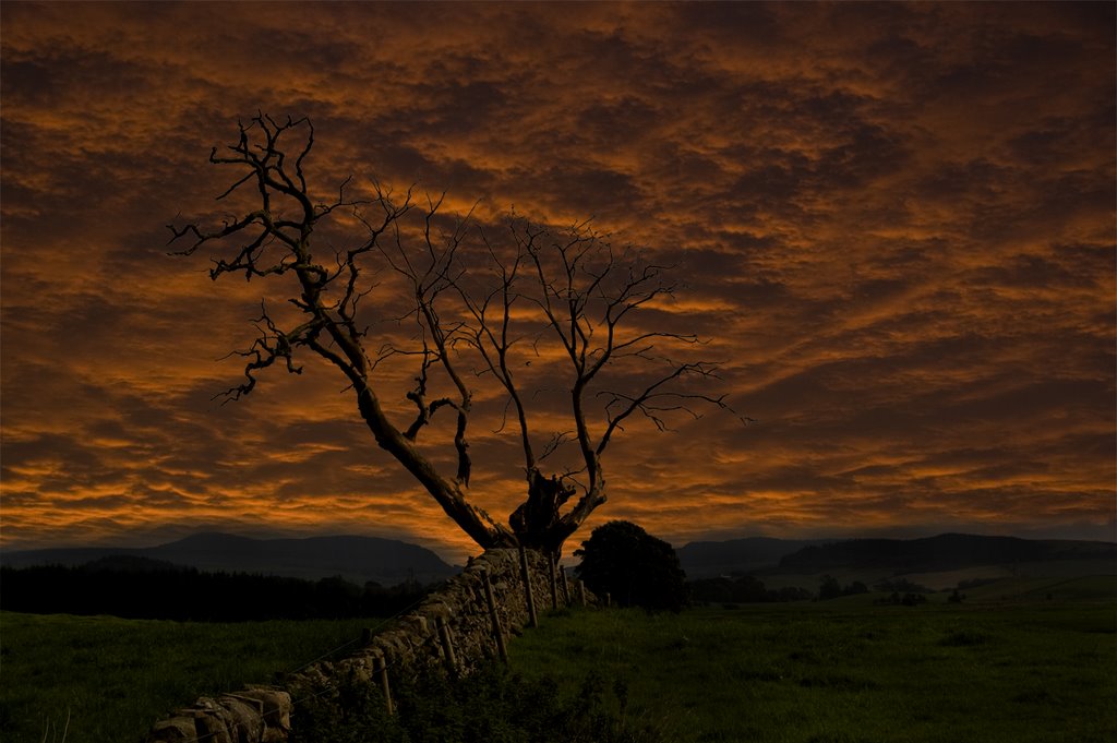 A tree at sunset near Gatehouse of Fleet by Hollija