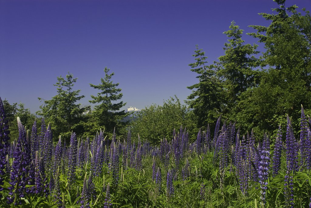 Lupines at Discovery Park, Seattle by rkcrow