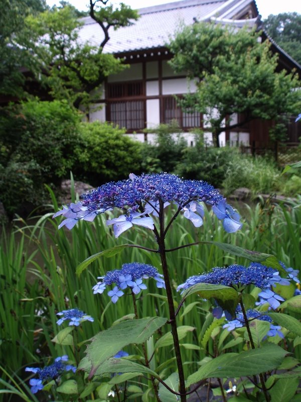 Ohzenji Temple by Kiyochan