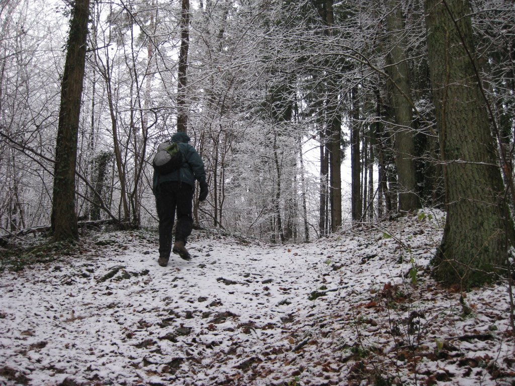 Hotton forêt by janmatthieu