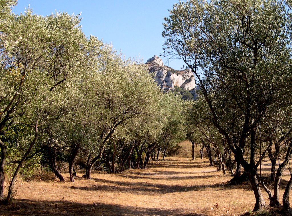 Provençal Landscape by dbsfemino