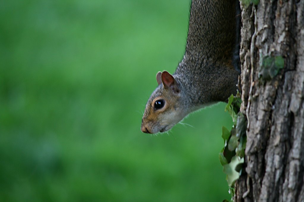 Mall Squirrell by LouisSaint