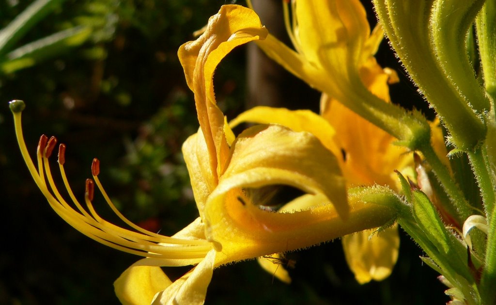 Rhododendron lutea by thor☼odin™