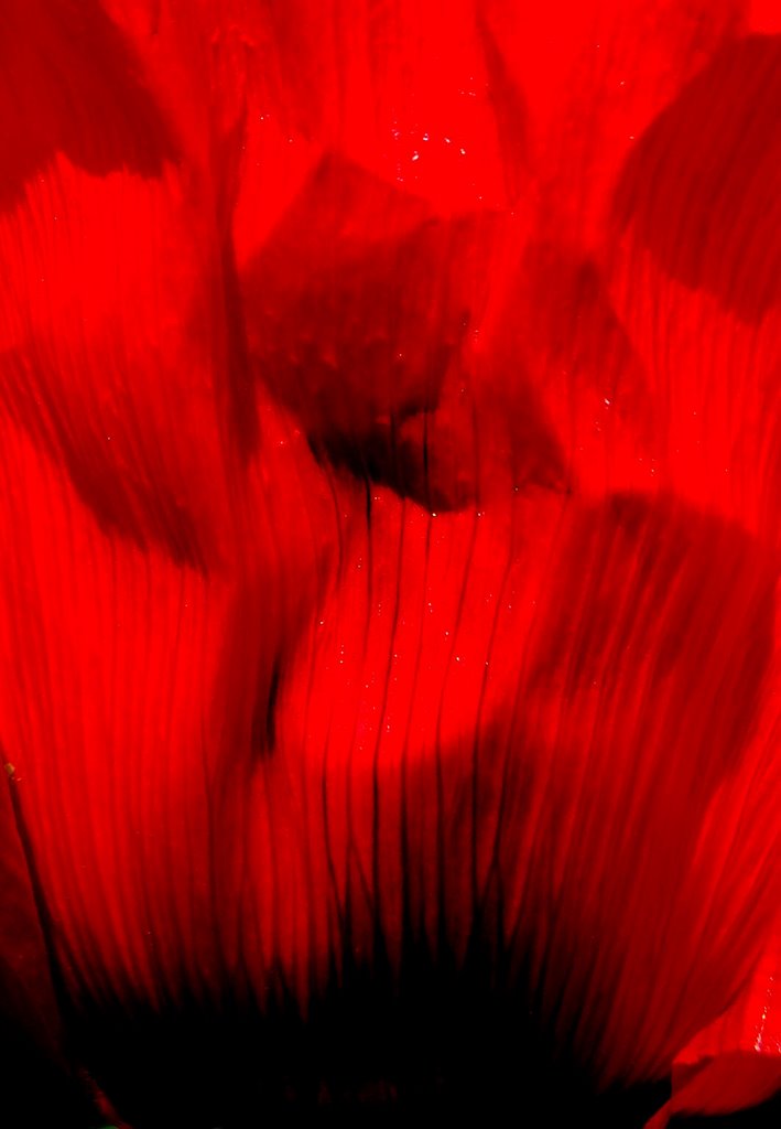 Fire. Papaver orientale - "Beauty of Livermere" by Amelia Royan