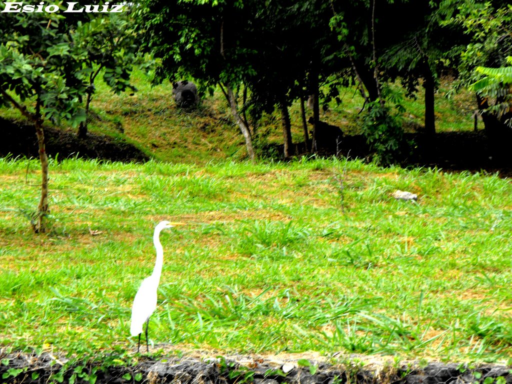 Garça no Viveiro de plantas da Prefeitura, ao lado da Marginal do corrego Botafogo, Goiânia-GO - Brasil by Esio Luiz