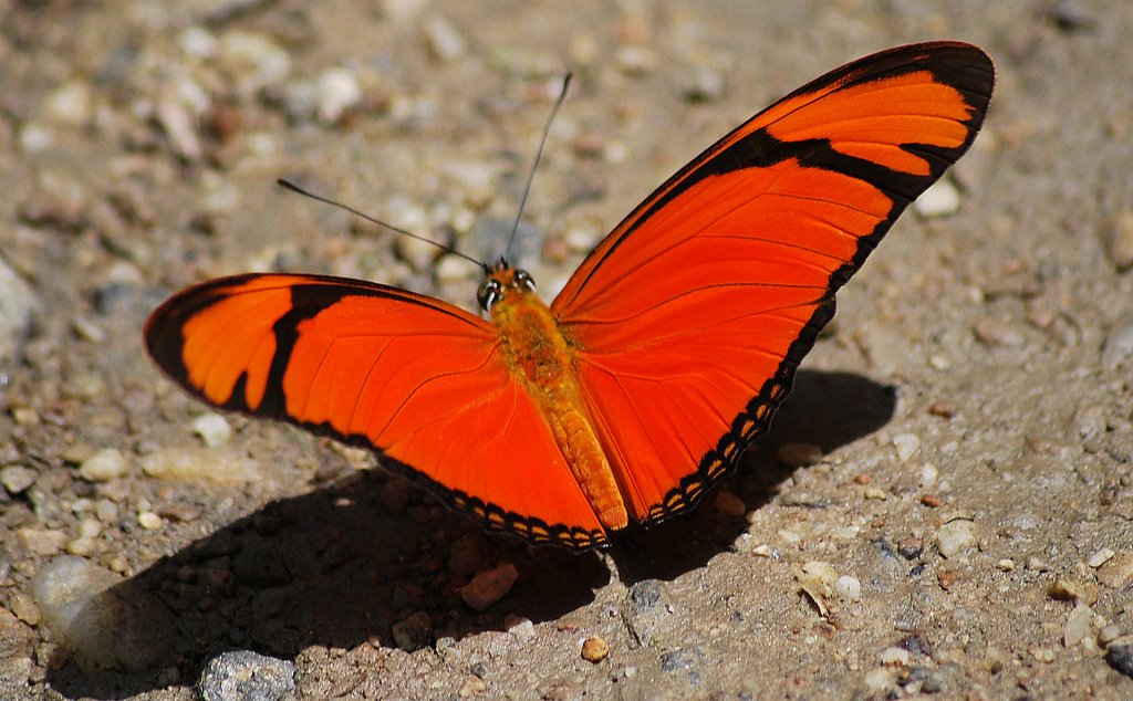 F.B.Mariposa 1. by filippo bilotti