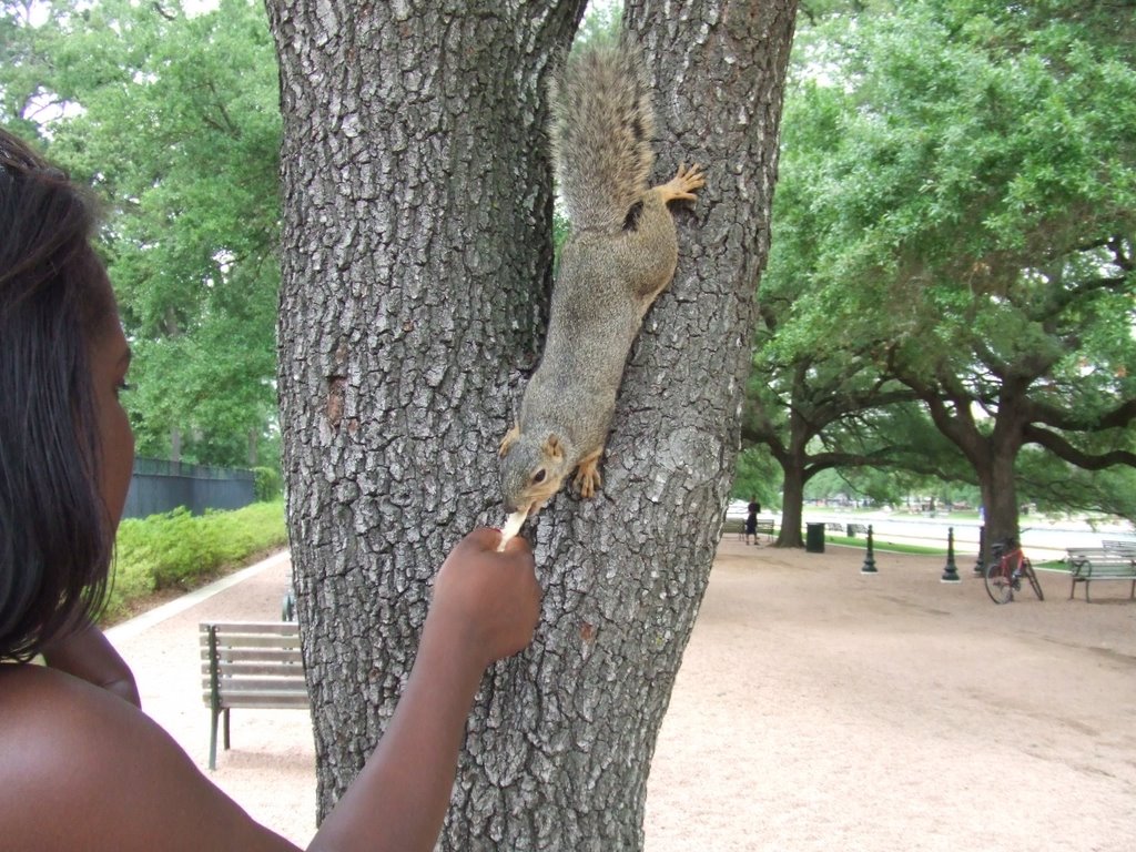 Squirrel feeding in Memorial Hermann Park by Ken Furuheim