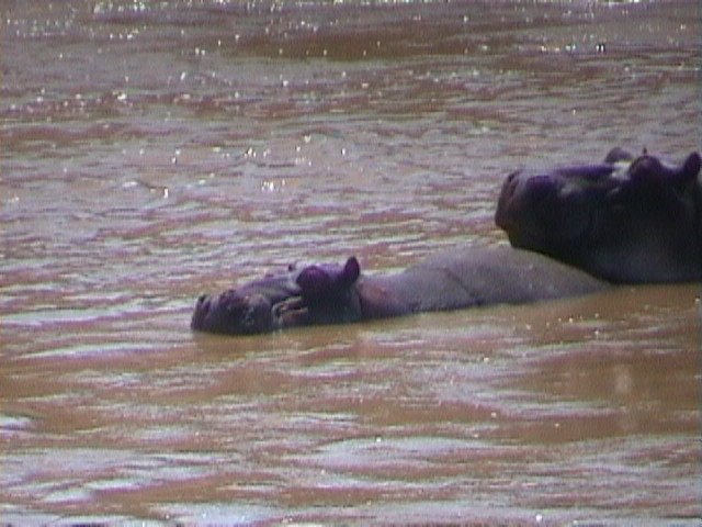 Hippos in Amboseli by Luca Pinotti