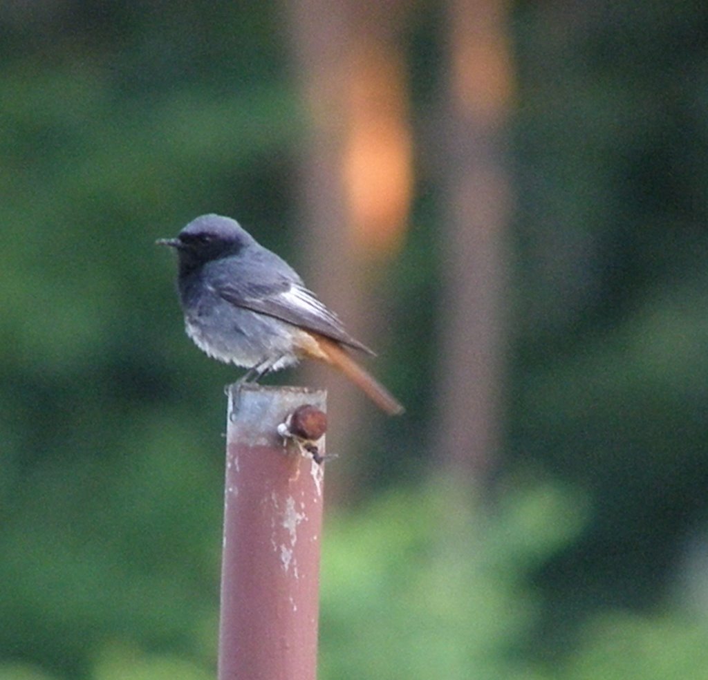 Házi rozsdafarkú - Home Made Redstart 01. by Nomad60