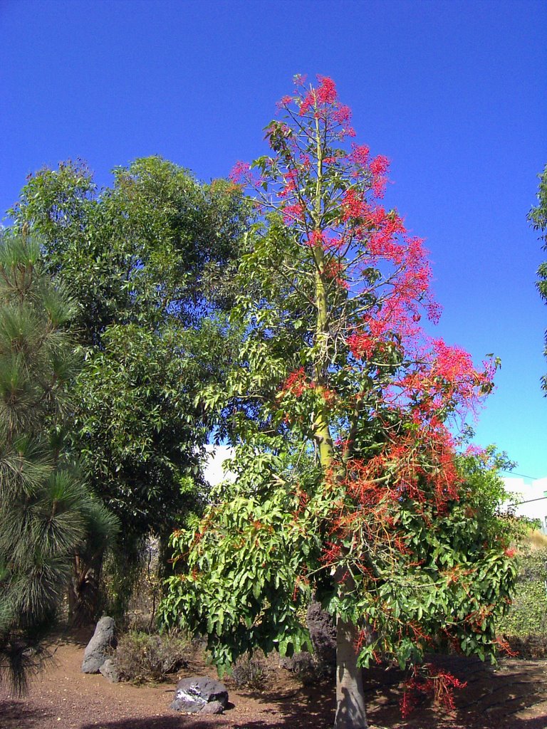 Der grün-rote Baum - Güimar Piramides by Schirrmie57