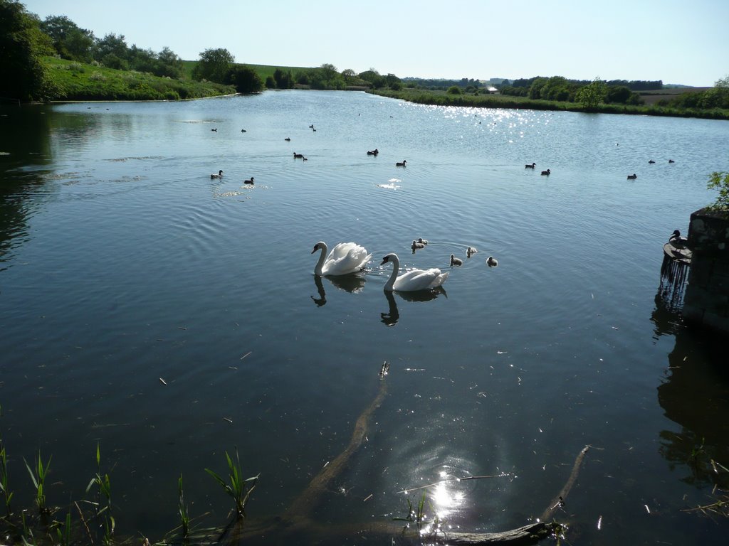 Cuckney Swans by Alford