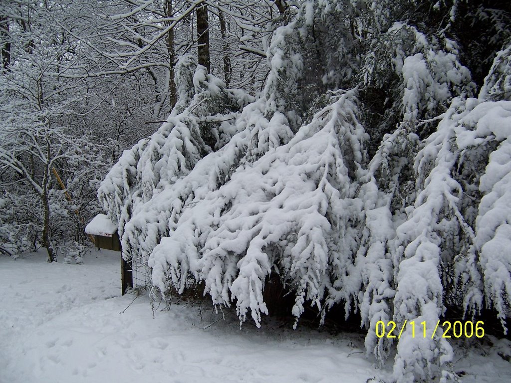 Snow Laden Hemlocks by Warren Scoggin