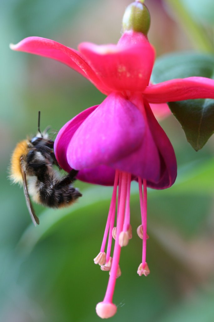 The bee is attracted by the fuchsia by Hans Peters