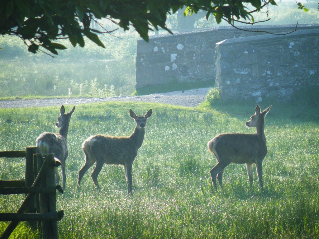 Bradgate Park by energymazes