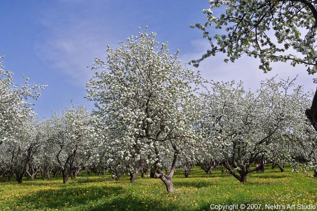 Kolomenskoe - Apple trees in Blossom by Nekh's Art Studio