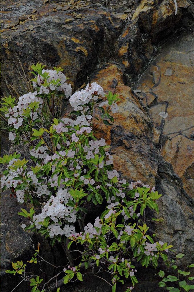 Mountain Laurel along the Blue Ridge Parkway by Jim Dunaway