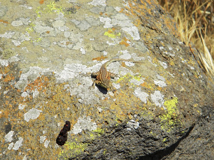 Uta stansburiana - Common Side Blotched Lizard by kmax000