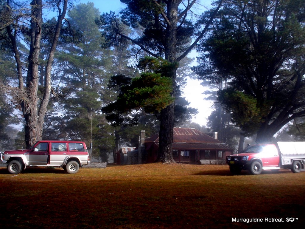 The Pines. by James (Jimbob) Peat.