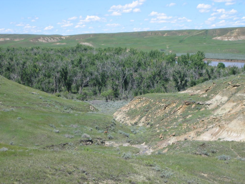 Cottonwood Grove and a Deer at Dinosaur by David Cure-Hryciuk