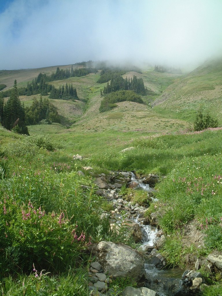 Badger Hiking Trail, Olympic National Park, Washington by bakanne