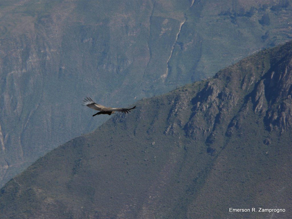 Condor atrás / _Vultur gryphus_ / ezamprogno by Emerson R. Zamprogno